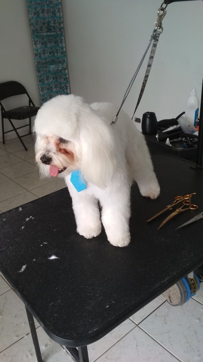 Tosa completa em cão na Le Pet Gatô